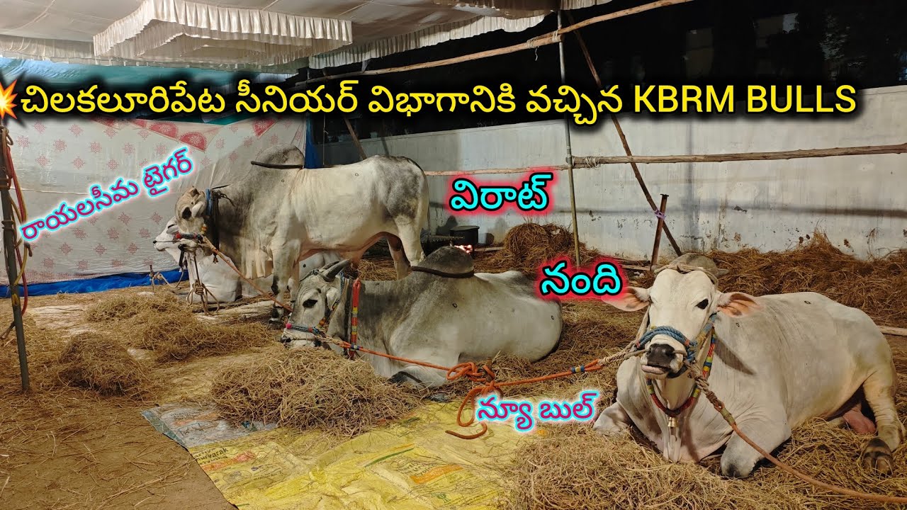 22/1/2026 చిలకలూరిపేట సీనియర్స్ విభాగానికి వచ్చిన KBRM BULLS  కట్టుబడి రోలి మేడం గారి గిత్తలు 