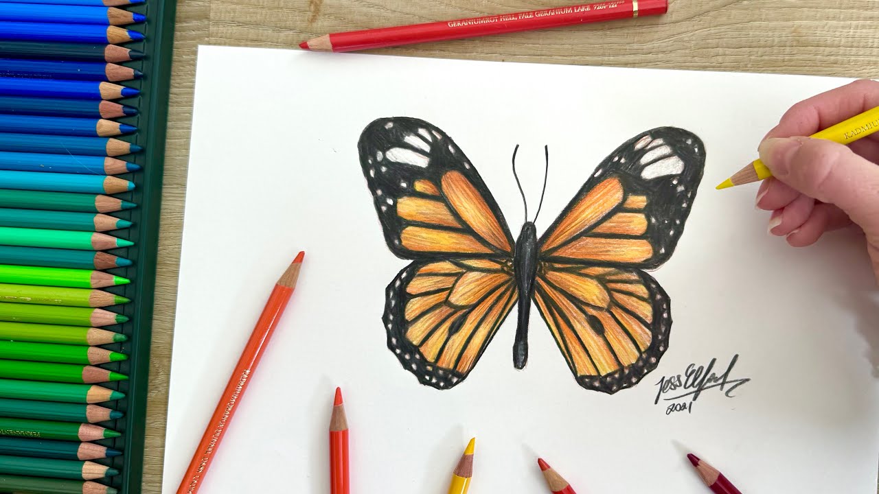 HOW TO DRAW A MONARCH BUTTERFLY (EASY) | drawing insects with coloured pencils