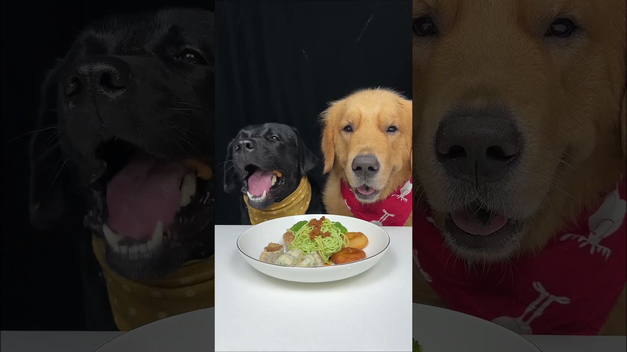 Every Treat Is a Love Story. Golden and Labrador. Cute Pet Debut Plan