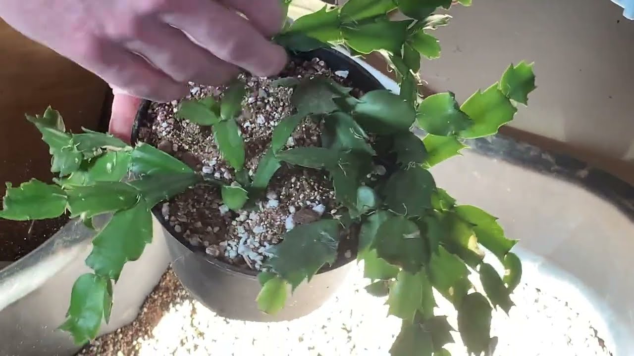 Let's Repot a Christmas Cactus!!