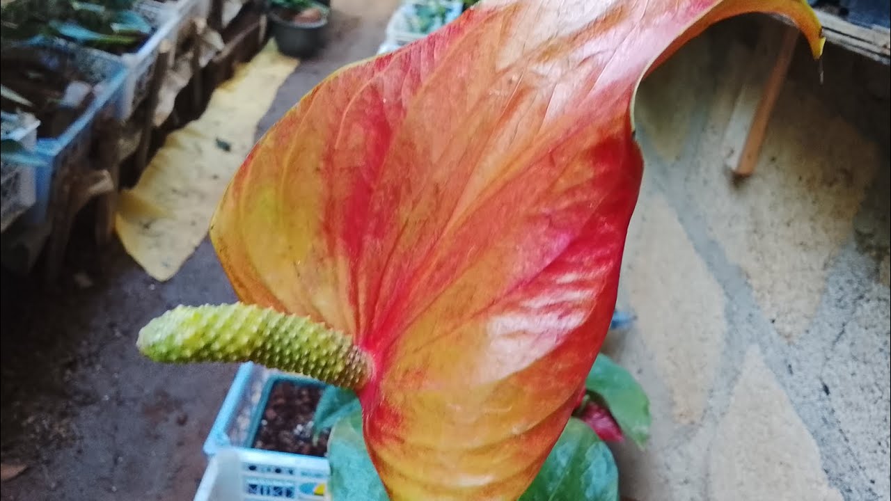 268  මෙකෙ හරි නම මොකද්ද ,#anthurium #plants #gardenplants #gardenflowers #මල් #agriculture #aglonema