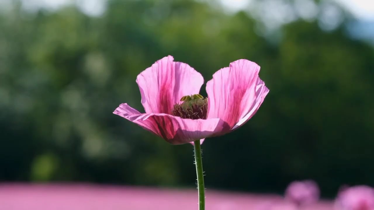 Rare Beauty The Captivating World of Purple Poppies