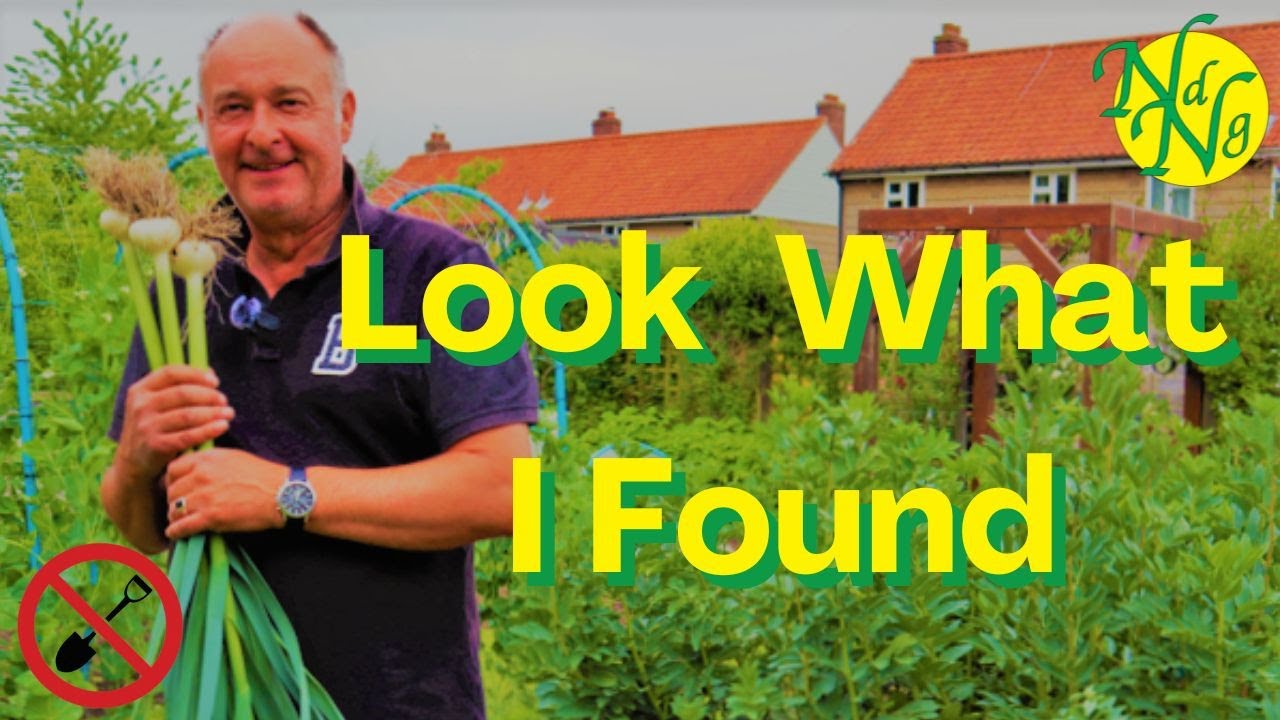 Here Comes Summer  In The No Dig Garden Part 2