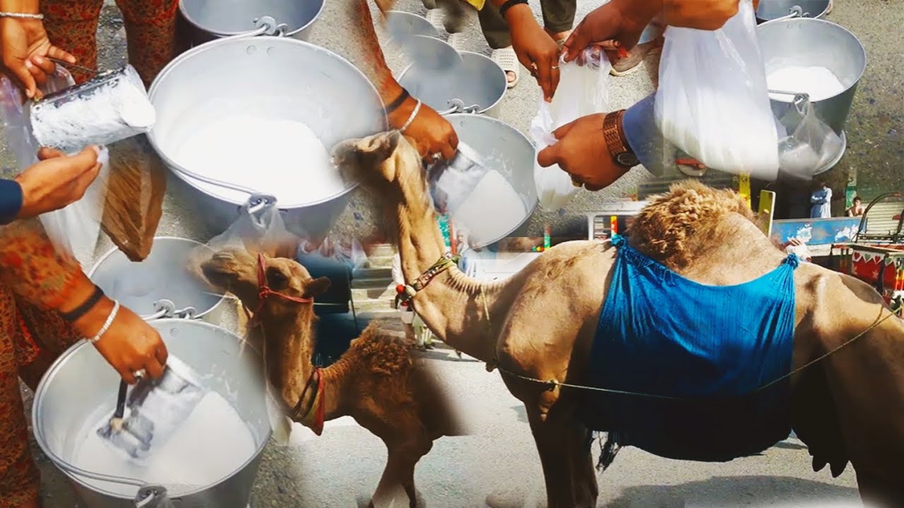 Afghani Young Girl - Selling Fresh Camel Milk - Afghani Girl In Peshawar - Street Food in Pakistan