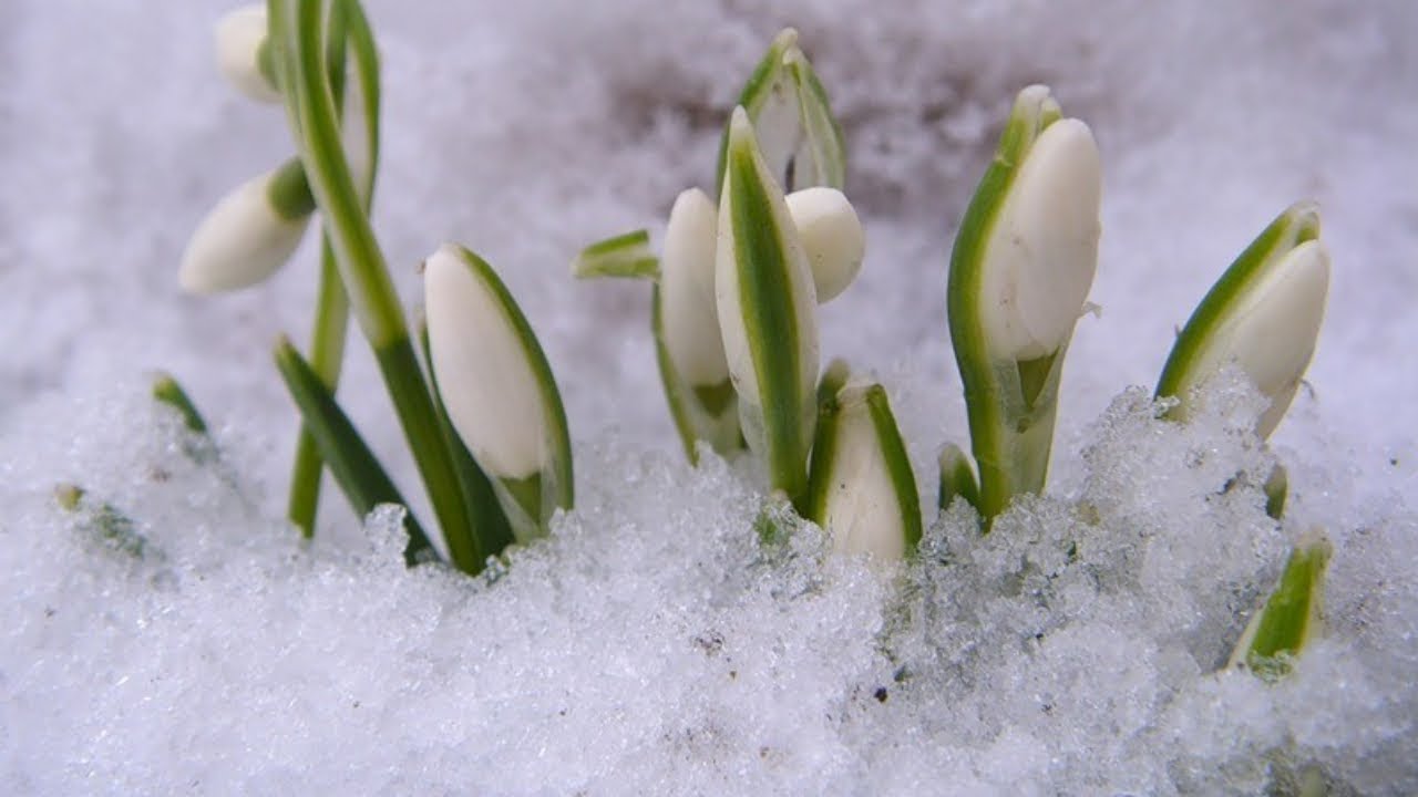 Giovanni Marradi - L'ultima neve di Primavera