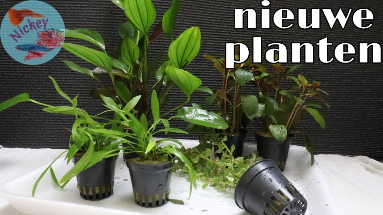 Wat doe ik met NIEUWE aquariumplanten? //Nickey//