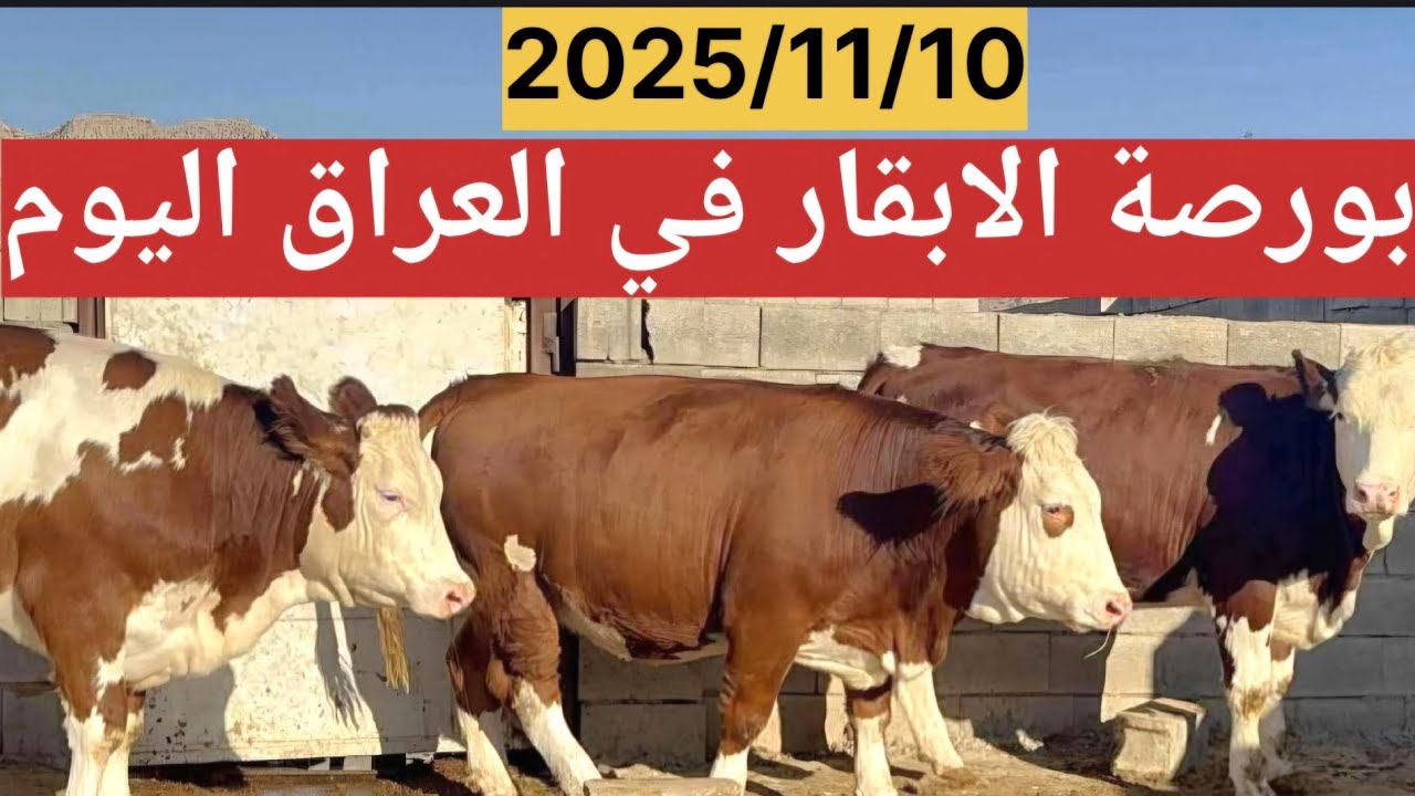 “انتخابات البرلمان… هل هزّت أرض سوق المواشي؟”بورصة أسعار الابقار في العراق 