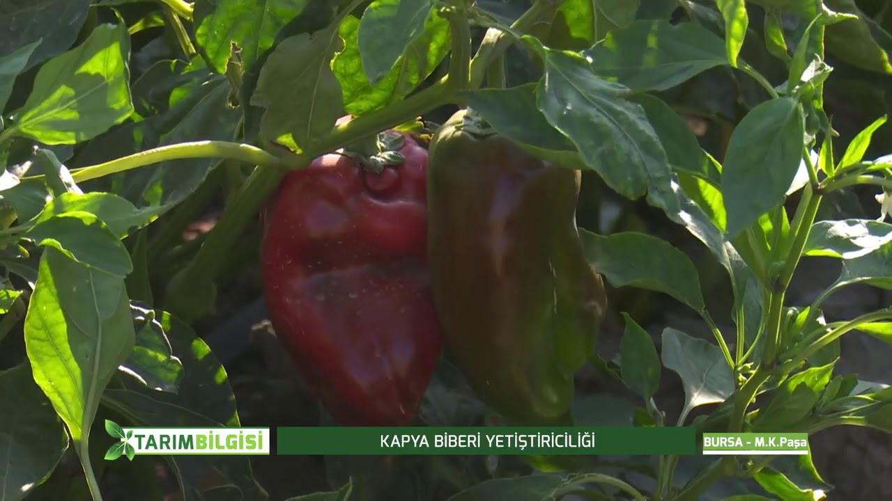 KÖY TV TARIM BİLGİSİ PROGRAMI BİBER YETİŞTİRİCİLİĞİ HAKKINDA RÖPORTAJIMIZ@CiftciTV@Rençbertv