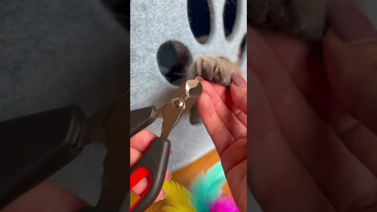My kitten's nails have gotten very long, so I trimmed them carefully 