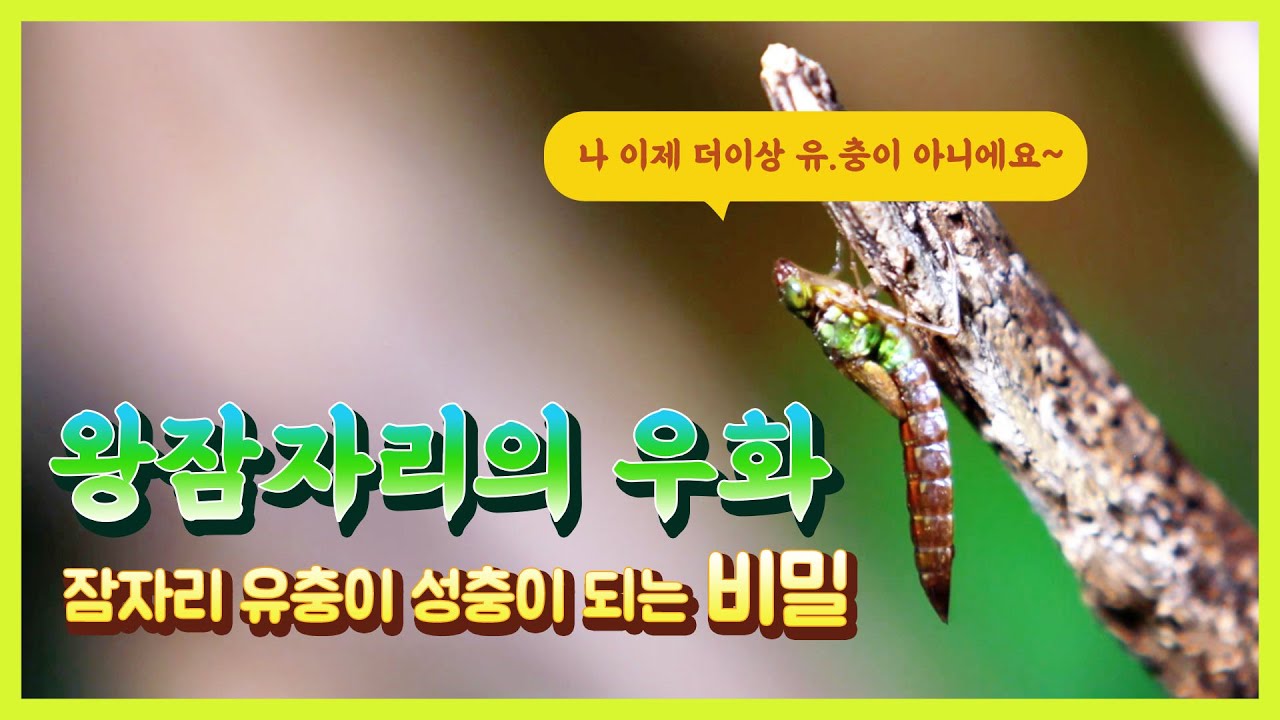 [왕잠TV] 왕잠자리의 우화 - 잠자리 유충이 성충이 되는 비밀
