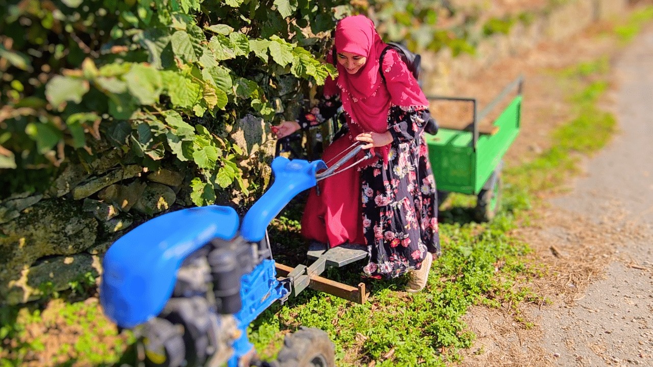 العروسة المصرية في حقول البندق الجبلية ⛰️أول تجربة لي لجمع البندق مع ابني وأتراك البحر الأسود🌰
