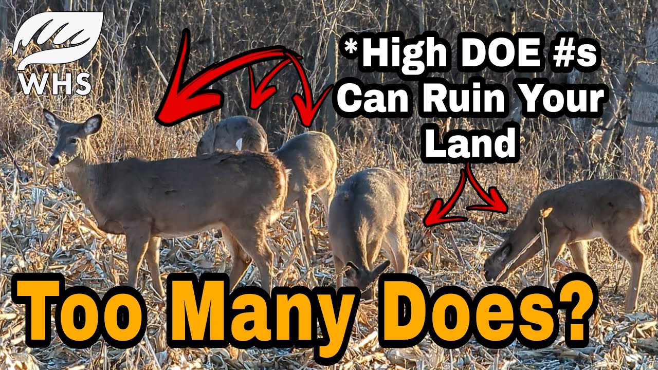 7 Ways Does Destroy Deer Parcels