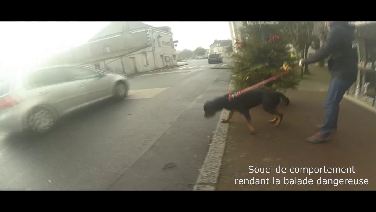 ROTTWEILER ATTAQUE VOITURE EN LAISSE / L' ACADÉMIE DES CHIENS 2017