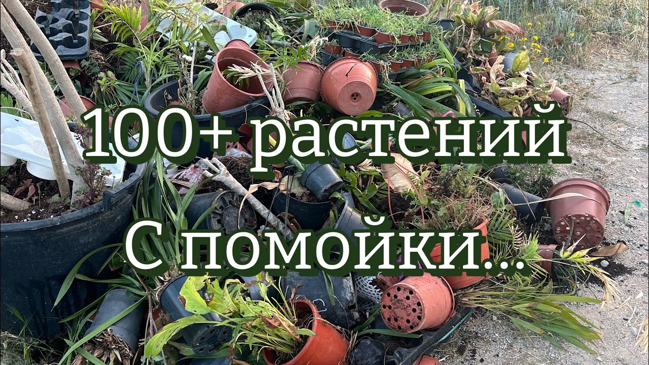 Спасла с помойки больше 100 растений (P.S. Я забрала абсолютно всех)