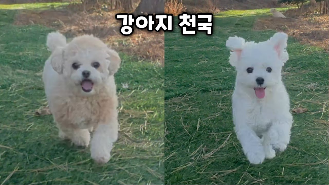 강아지랑 보령 여행! 펜션 전용 운동장에서 뜀박질하고 삼겹살 먹방까지 (1편) 🐶✨