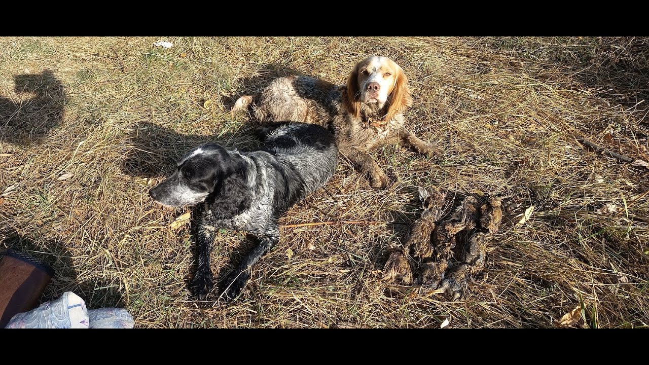 2 выход открываемся по перепелу