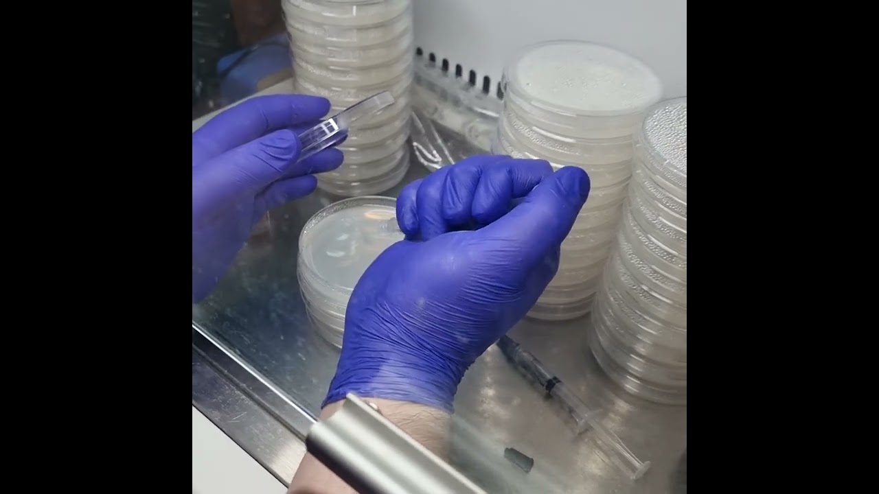 Como germinar un vial de esporas en placas petri con agar