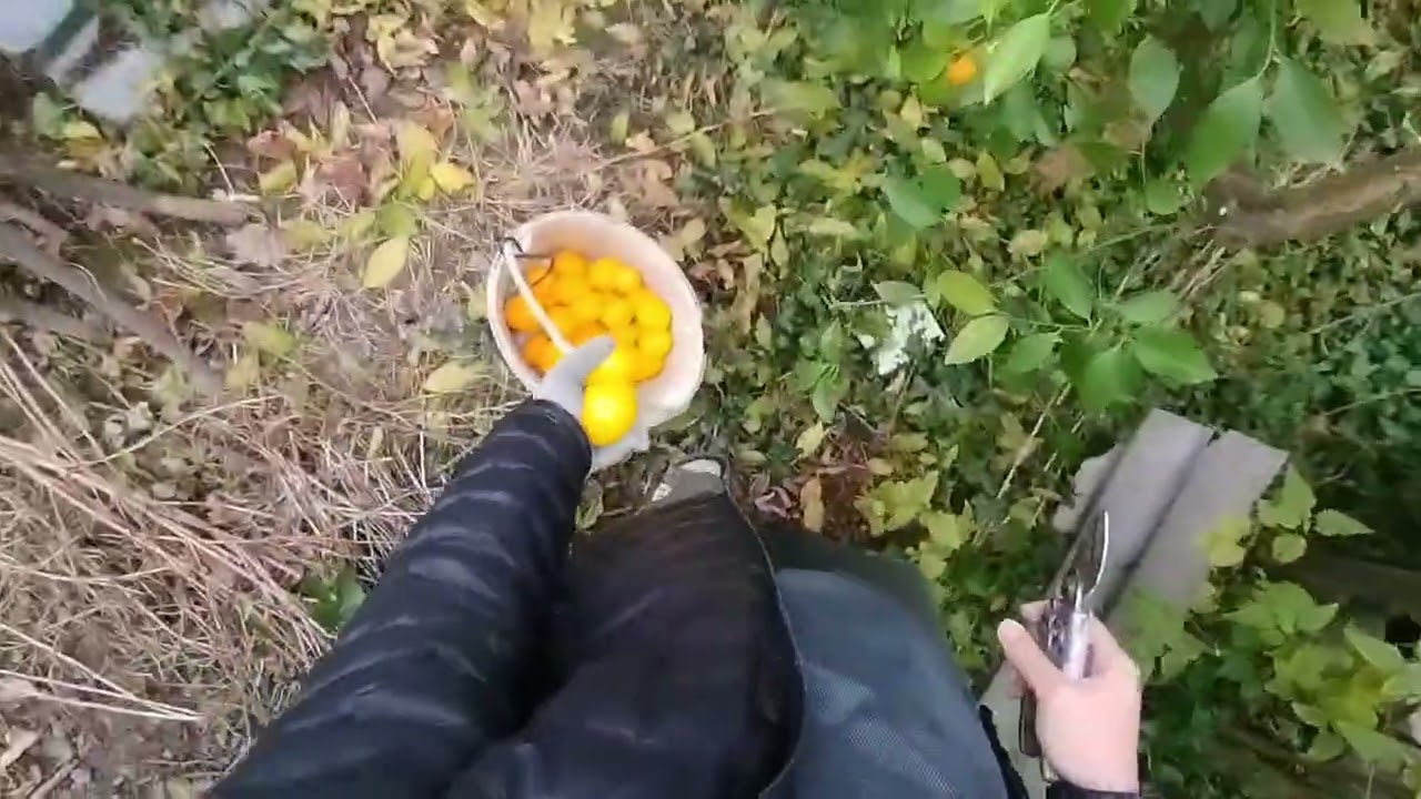 Сбор и сравнения лимонов разных сортов