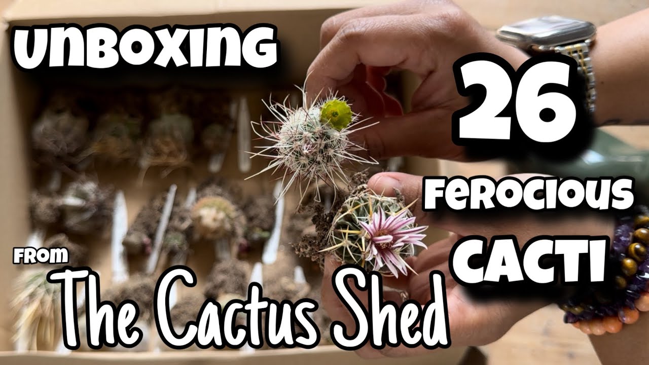 26 Spiny Cactus plant unboxing | The Cactus Shed | house update | May 2024 | cacti and succulents