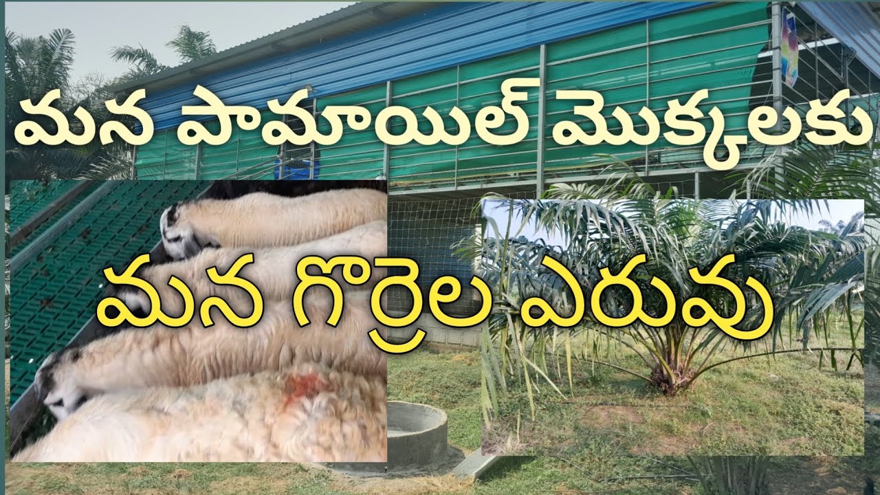 మన పామాయిల్ మొక్కలకు  మన గొర్రెల సహజ ఎరువు.. 9851168888