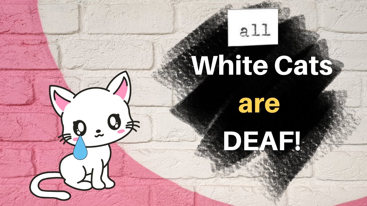 All white cats are deaf! ...myth or fact? 😻 #thingstolearnaboutcats