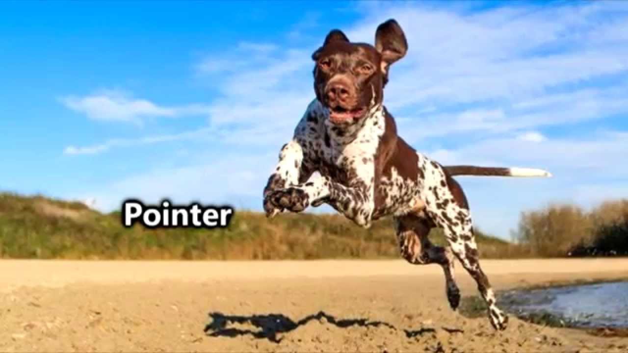 Los perros más deportistas