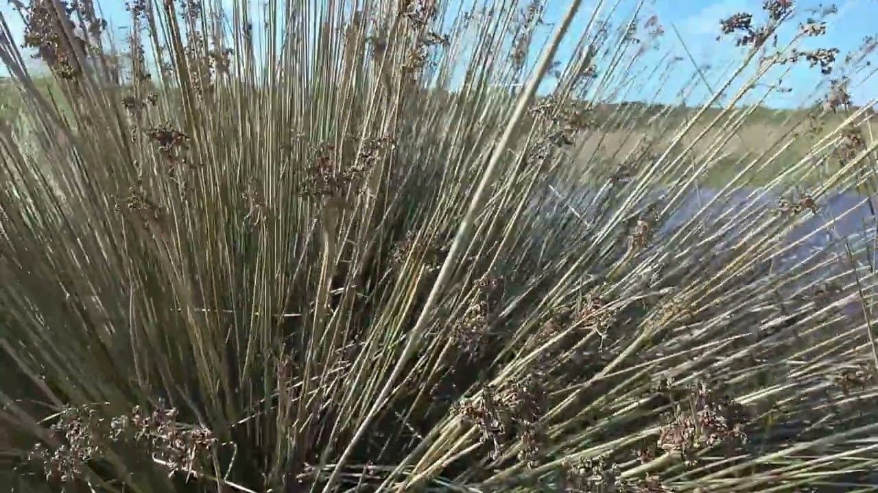 Nature in the Sidi Bougaba World Reserve, Moroccoالطبيعة في محمية سيدي بوغابة العالمية بالمغرب