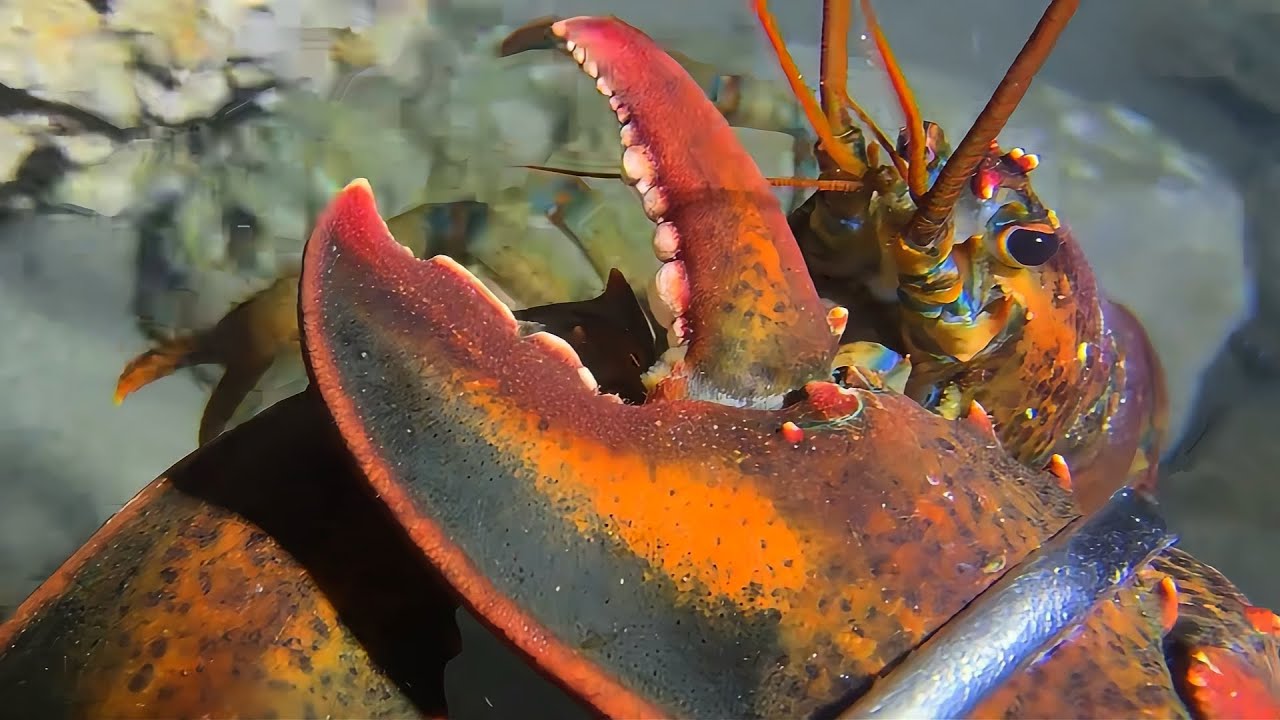 Diving to catch seafood, look how many I caught!！QU091 #diving #fishing #lobster