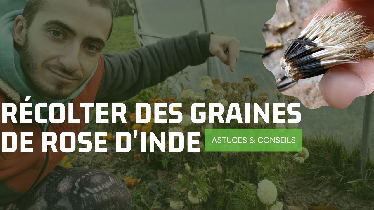 COMMENT RECOLTER des graines de ROSE D'INDE (ASTUCES POTAGER)