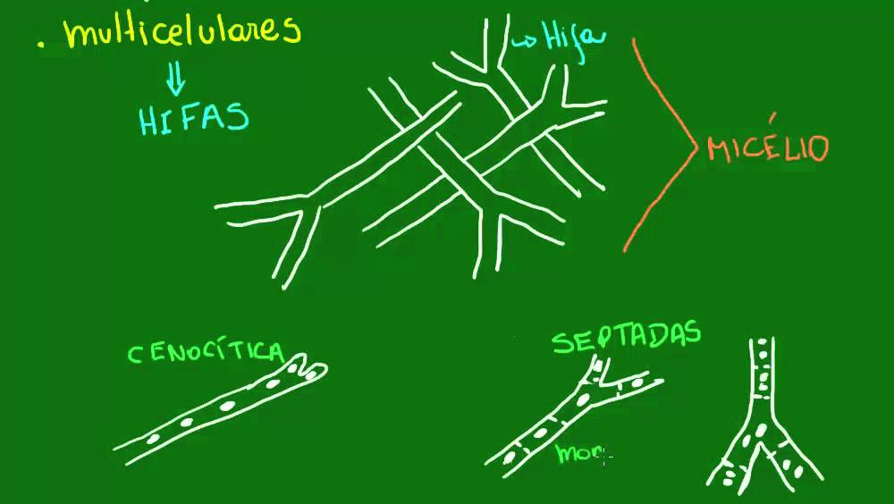 Organização corporal dos Fungos - Diversidade dos Seres Vivos - Biologia