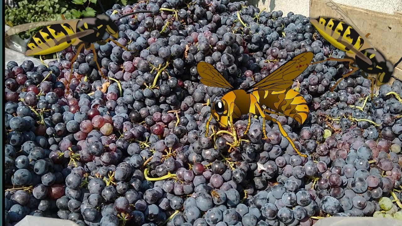 Pčele 🐝 i  Ose 🐝 napadaju grožđe 🍇