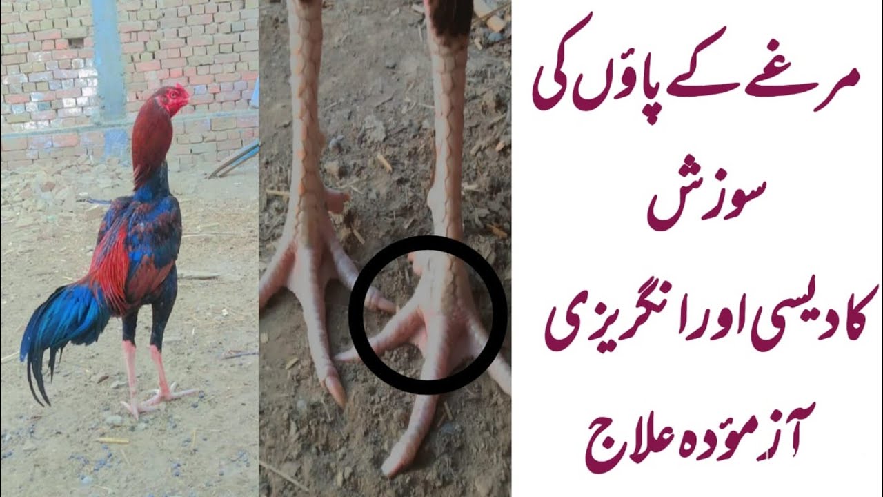 Foot Swelling of Aseel / murgy k paon ki sozish ka ilaj // Bumble Foot of Aseel /Lehnda Punjab 2.0