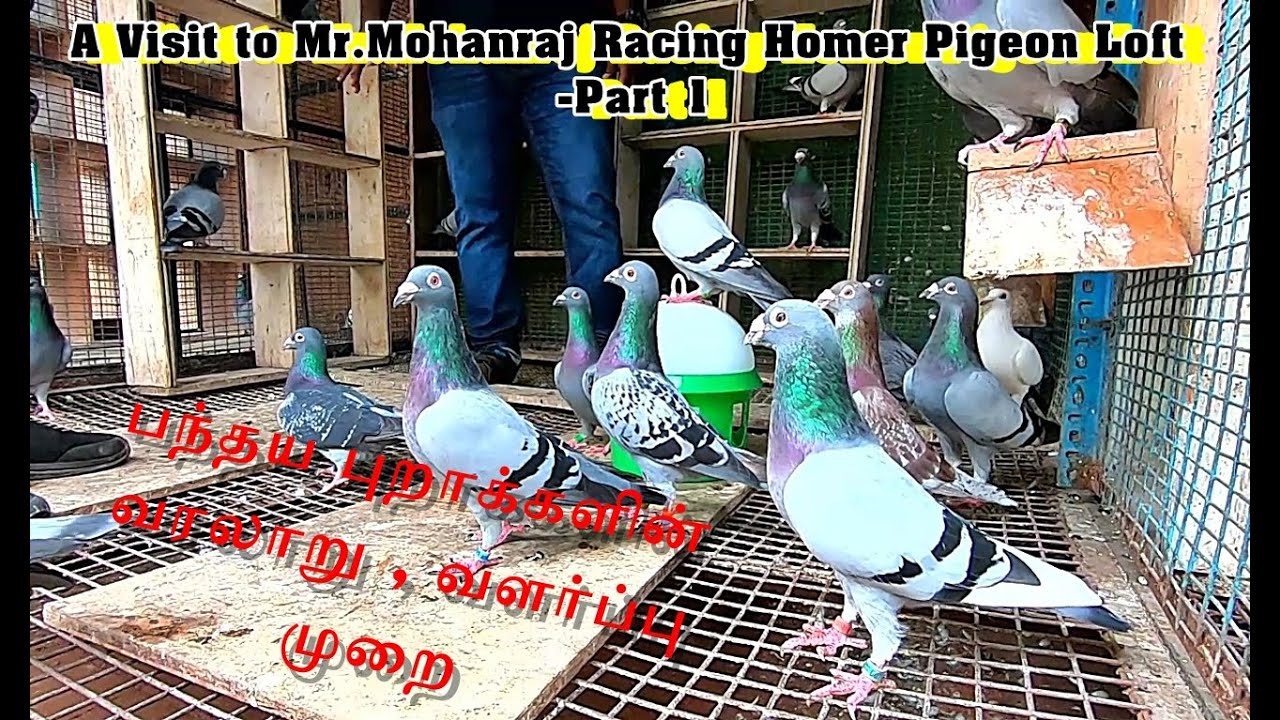 பந்தய புறாக்களின் வரலாறு , வளர்ப்பு முறை | A Visit to Mr.Mohanraj Racing Homer Pigeon Loft | Part 1
