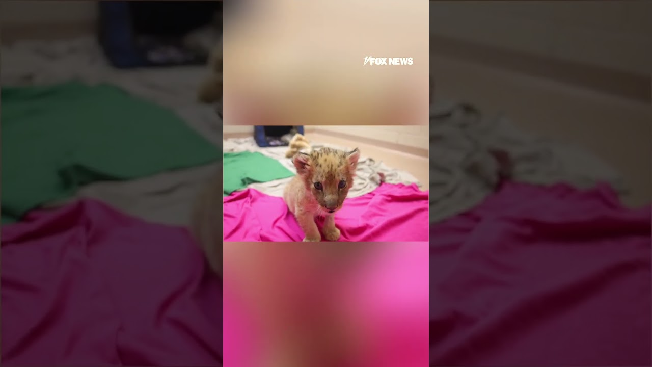 Ogr&oacute;d zoologiczny w Knoxville wita zagrożone wyginięciem młode lwiątko