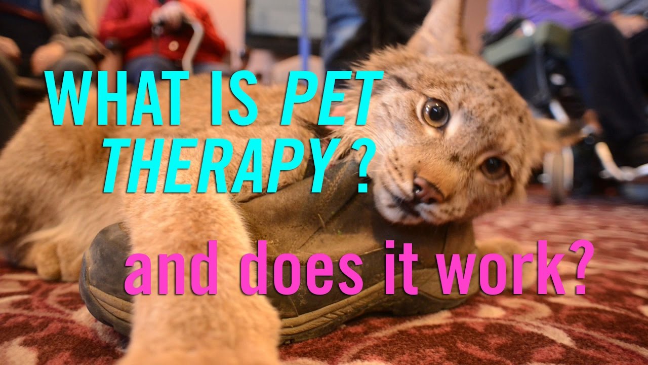 Can Our Pets Help us Feel Better? The Science of Animal Therapy