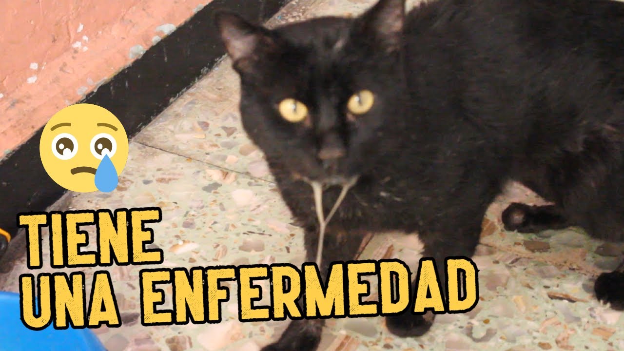Mi gato tiene gingivitis y estomatitis (mi experiencia con su enfermedad)