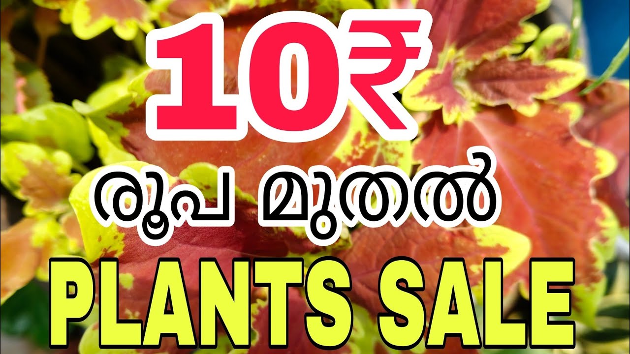 85 Verity പ്ലാന്റ്സുകൾ 10₹ മുതൽ സ്വന്തമാകാം | Tasty world | Plants sale video 