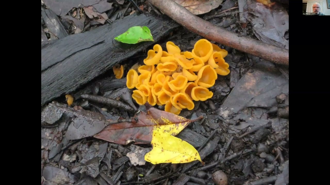 General Meeting: Southwestern Australia: Splendid Isolation & Biodiverse Glories - August 2021