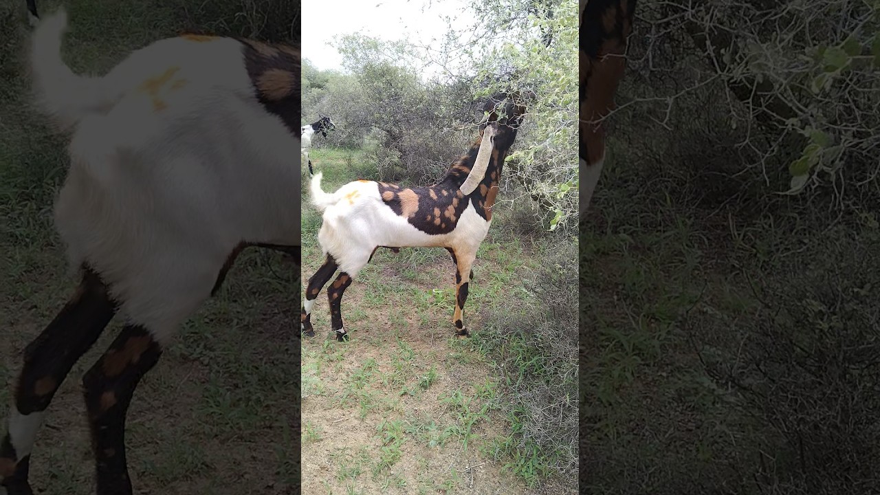 Beautiful eating time desert animals thar good short