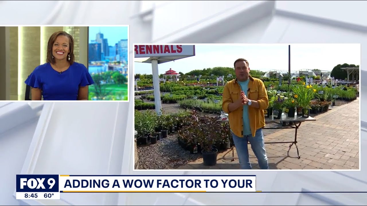 Adding a “Wow Factor’ to Your Outdoor Space | Garden Guy Dale