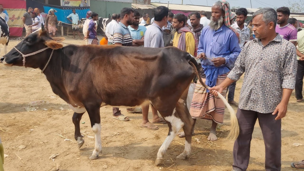 @আজ ৪ মার্চ ২৬ | মোটাতাজার উপযোগী শুকনো গাভী এবং বকনা গরুর দাম | আফতাবগঞ্জ হাট | দিনাজপুর 