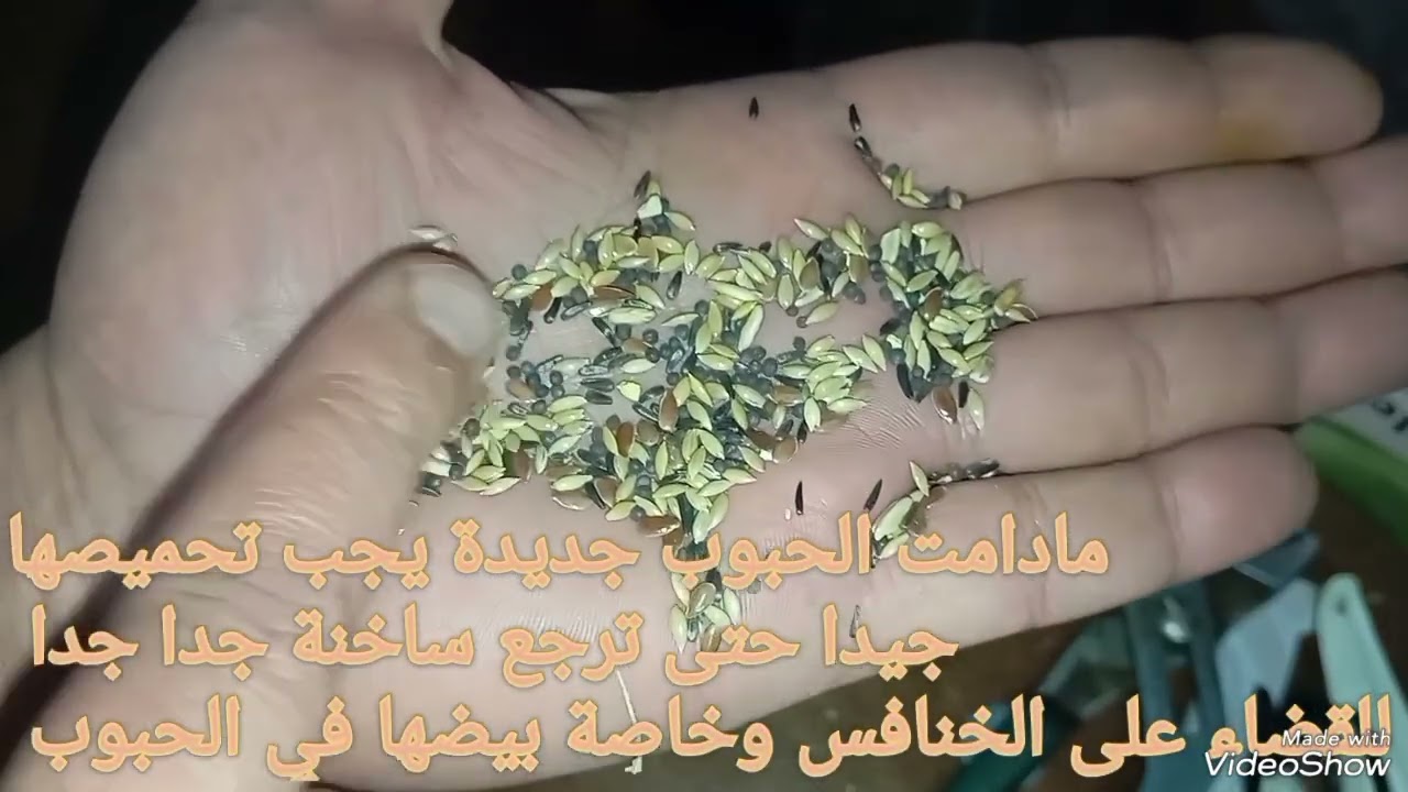 علاج الميقابكتيريا والديدان عند الحسون والكناري 