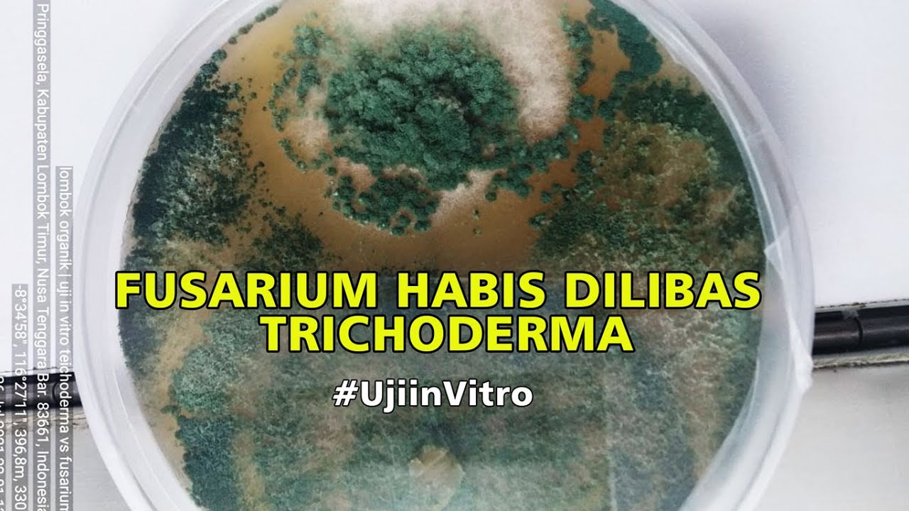 Jamur Fusarium Habis dilibas Trichoderma, Uji In Vitro di Lab Mini Lombok Organik