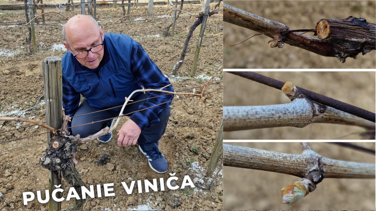 Pučanie viniča