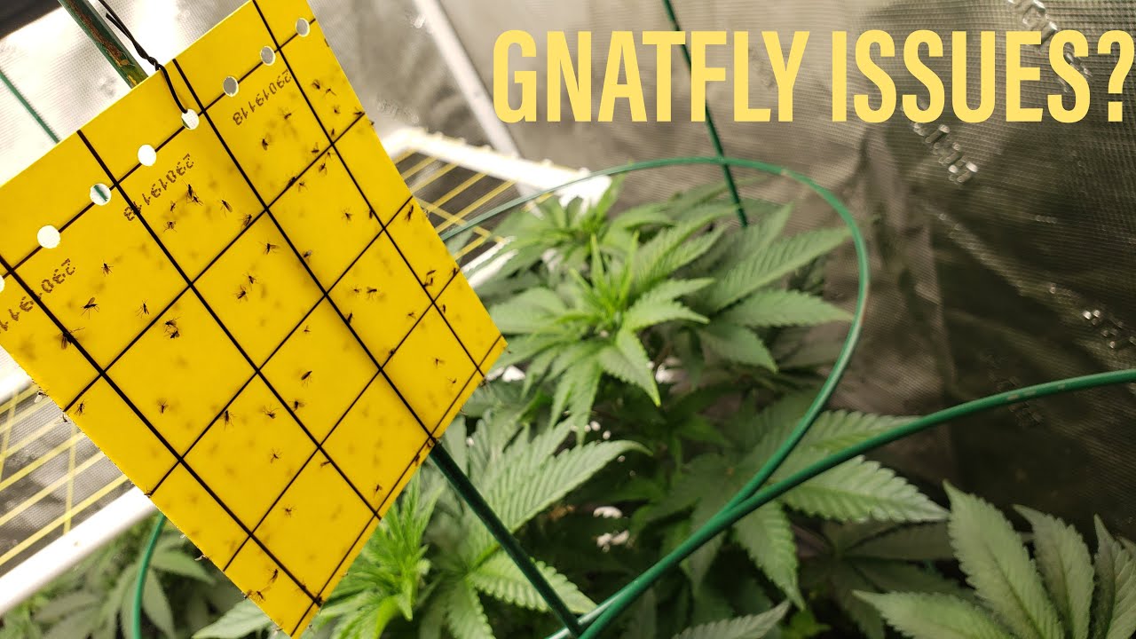GROW GARAGE - DELAY - GNATFLY INFESTATION...
