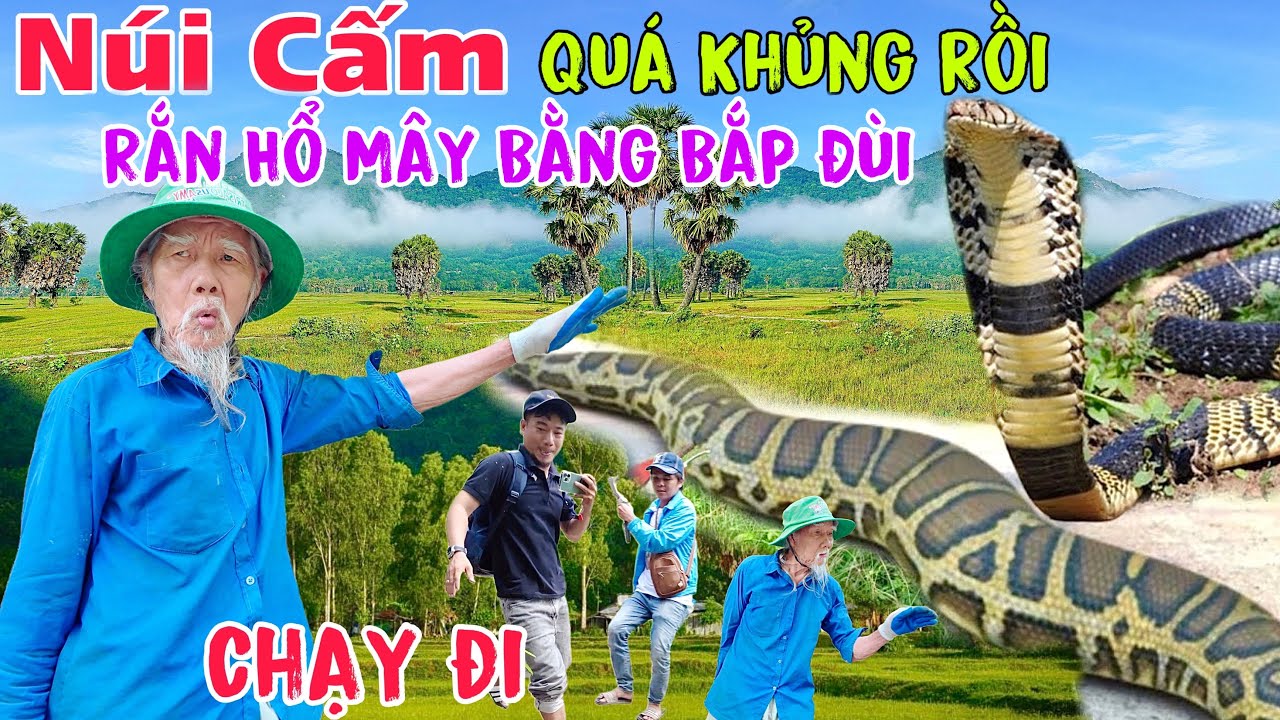 Chấn Động Núi Cấm Ông Lão 83 tuổi chạm mặt với Rắn Hổ Mây Chúa to bằng bắp đùi phải bỏ Núi Gấp