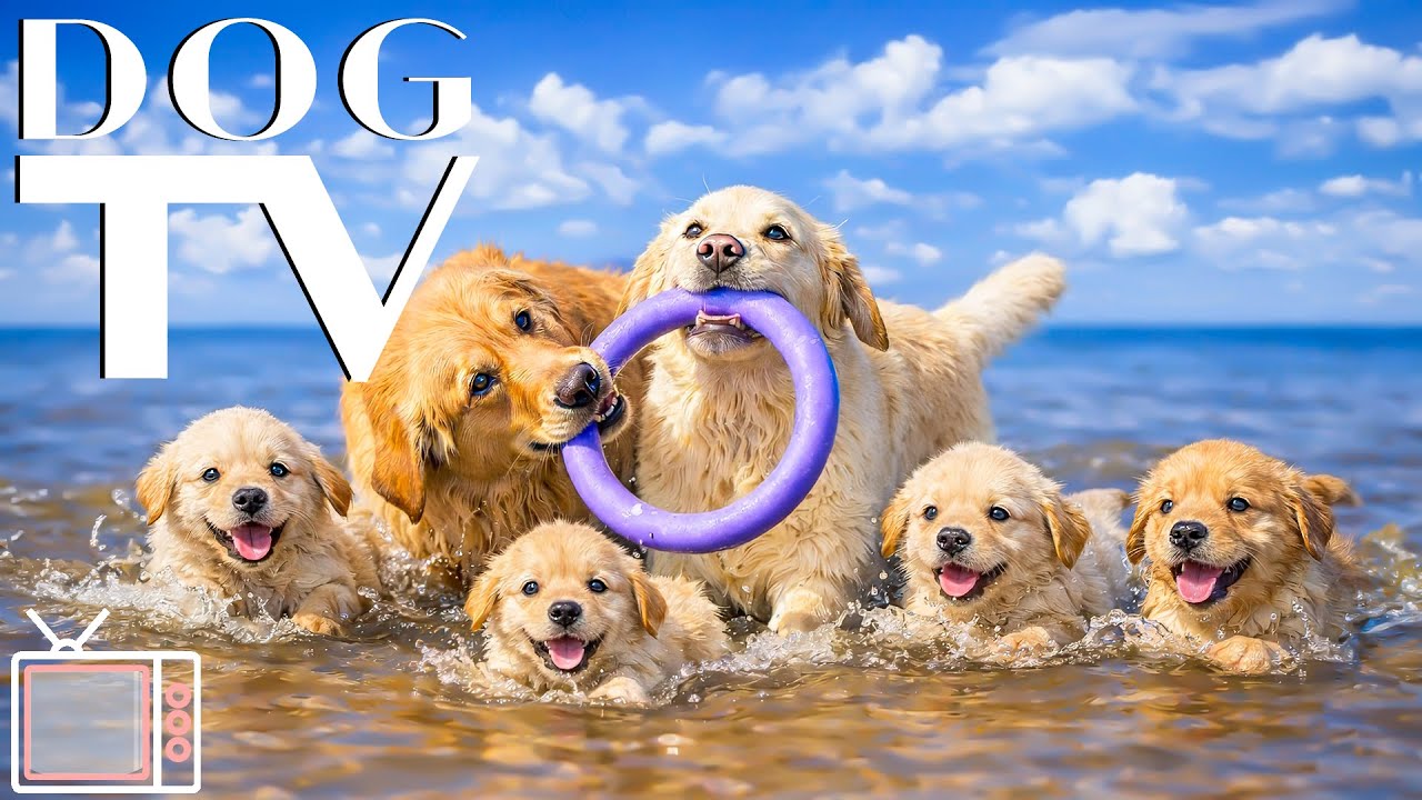 Relaxing DOG TV: Best Videos Anxiety & NO-Stress for Dogs Home Alone - Soothing Music for Dogs