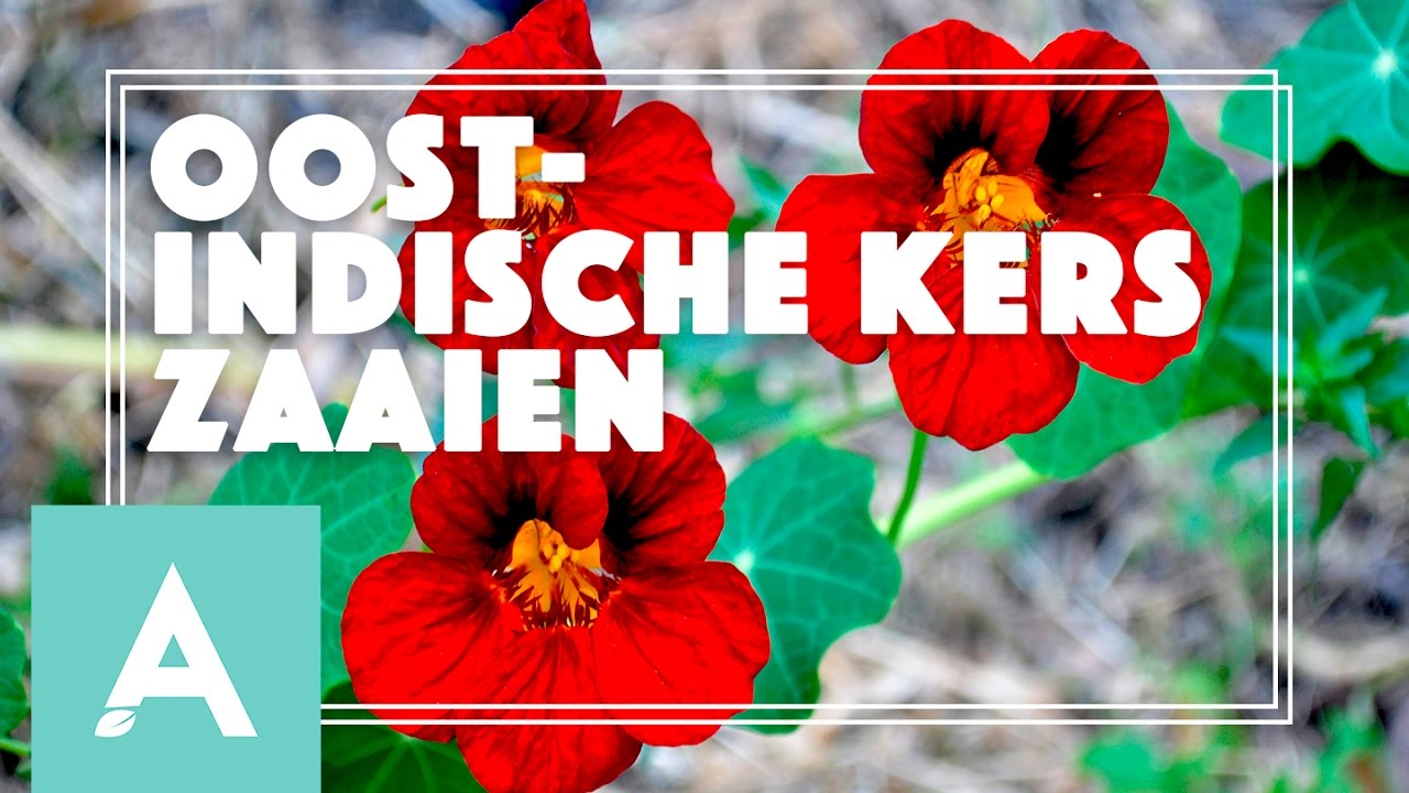 Oost-Indische kers en zonnebloemen zaaien! - Grow, Cook, Eat #22