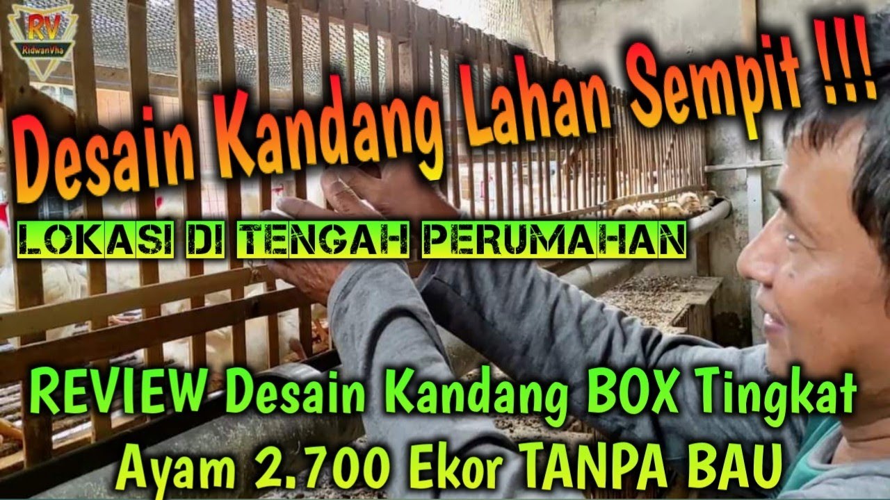 REVIEW Desain Kandang BOX Tingkat Ayam 2.700 Ekor TANPA BAU Lokasi di TENGAH PERUMAHAN