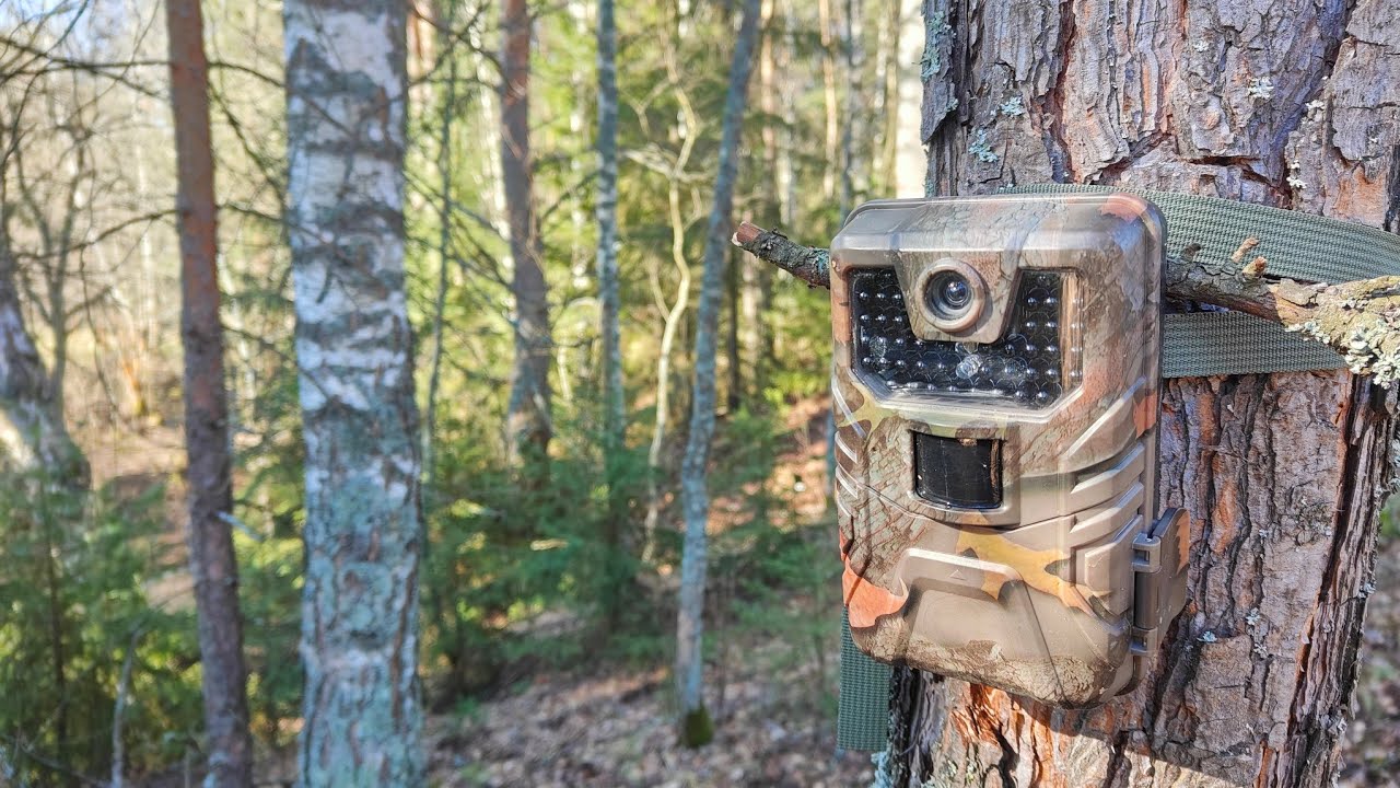 Кто посетил фотоловушку? Трехногое животное пробежало
